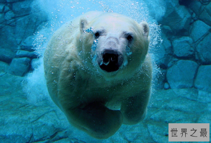 世界十大杀手动物 蚊子位列榜首，大象排第七