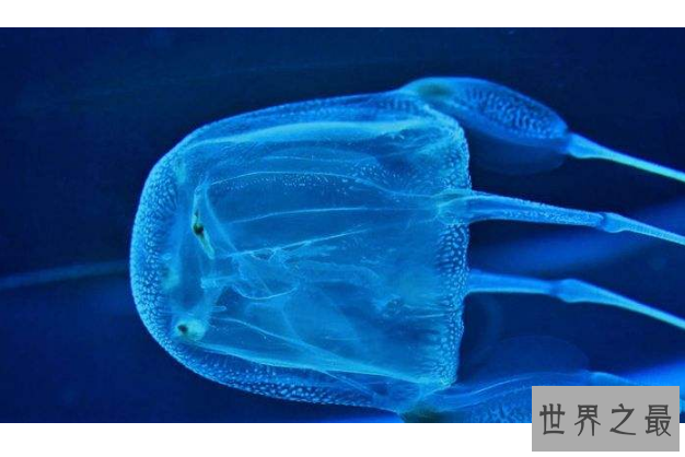 世界十大杀手动物 蚊子位列榜首，大象排第七