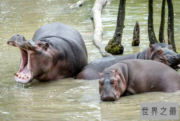 世界咬合力陆地最大的动物十大 湾鳄排第一，老虎仅列第八