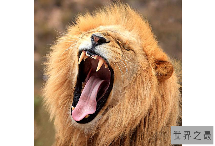 世界咬合力陆地最大的动物十大 湾鳄排第一，老虎仅列第八