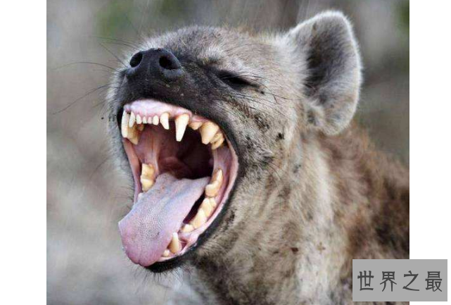 世界咬合力陆地最大的动物十大 湾鳄排第一，老虎仅列第八