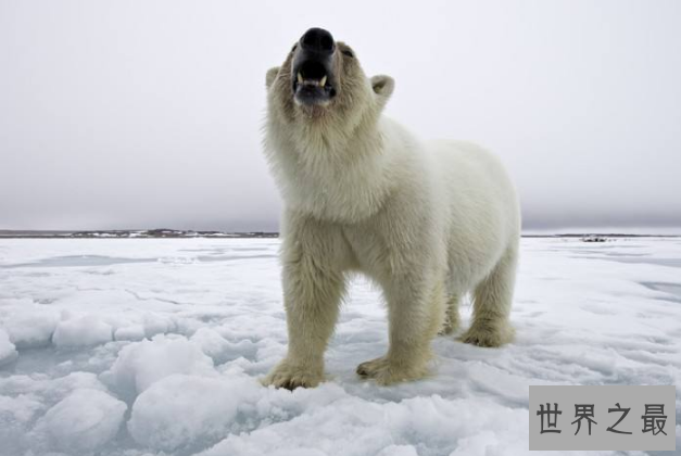 世界咬合力陆地最大的动物十大 湾鳄排第一，老虎仅列第八