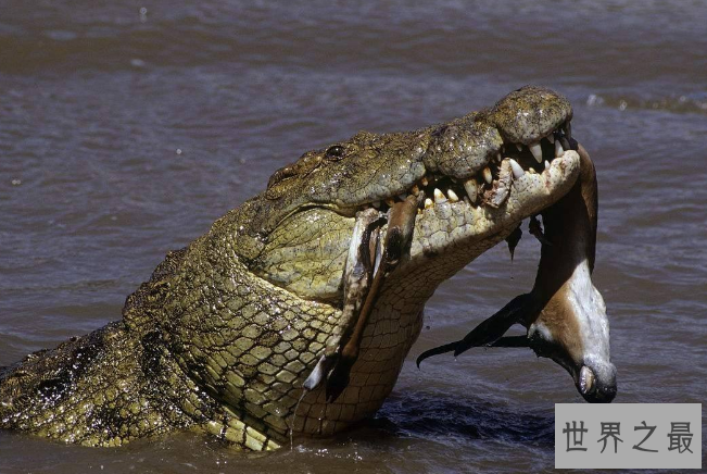 世界咬合力陆地最大的动物十大 湾鳄排第一，老虎仅列第八