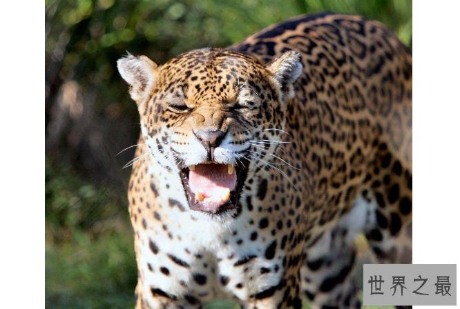 世界咬合力陆地最大的动物十大 湾鳄排第一，老虎仅列第八