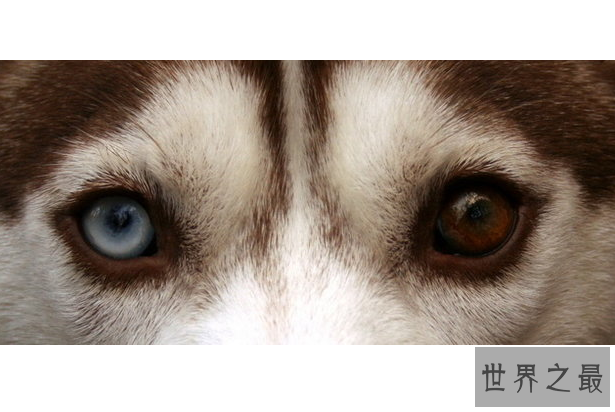 世界最奇特的十大动物的眼睛 感受不一样的视觉世界