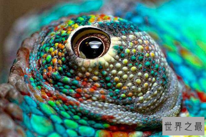 世界最奇特的十大动物的眼睛 感受不一样的视觉世界