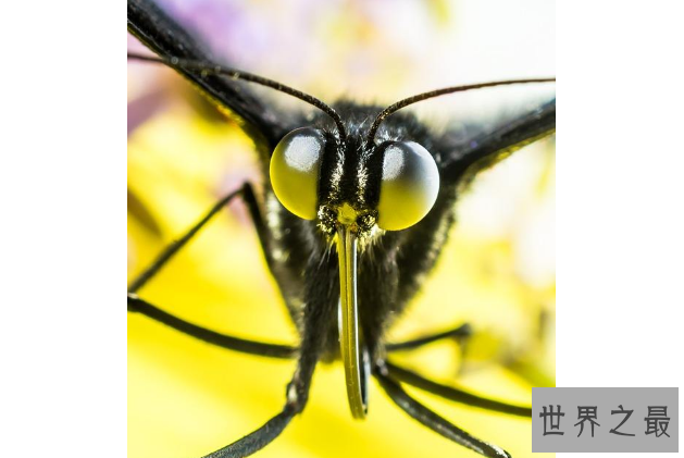世界最奇特的十大动物的眼睛 感受不一样的视觉世界