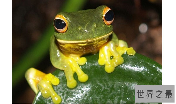 世界最奇特的十大动物的眼睛 感受不一样的视觉世界
