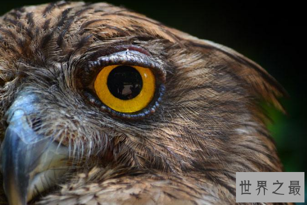 世界最奇特的十大动物的眼睛 感受不一样的视觉世界