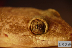世界最奇特的十大动物的眼睛 感受不一样的视觉世界