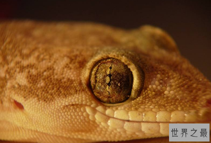 世界最奇特的十大动物的眼睛 感受不一样的视觉世界