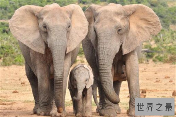 世界十大危险动物排名 大象上榜，第七个你肯定知道