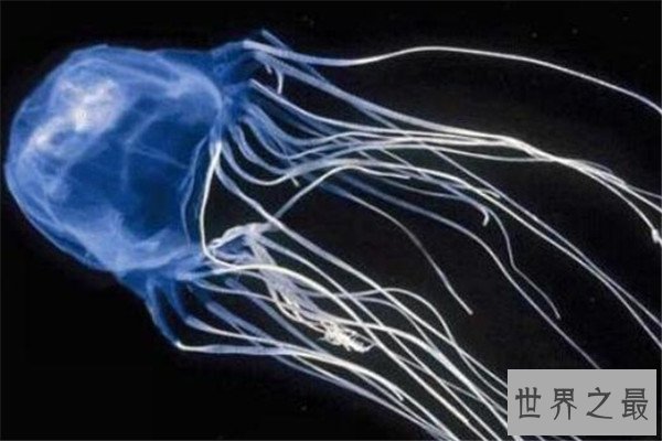 世界十大危险动物排名 大象上榜，第七个你肯定知道