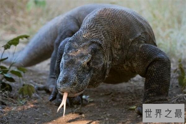 世界十大危险动物排名 大象上榜，第七个你肯定知道