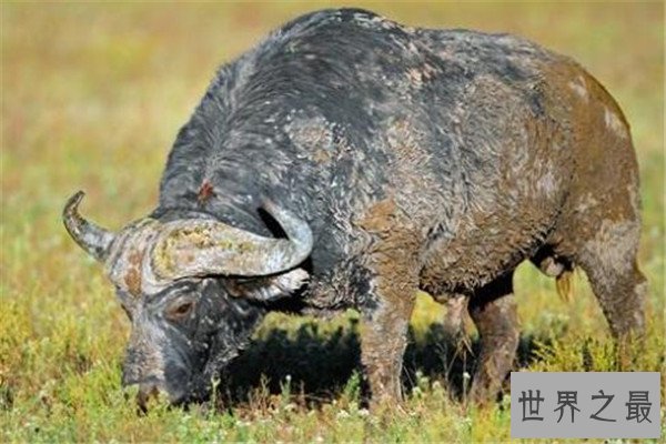 世界十大危险动物排名 大象上榜，第七个你肯定知道