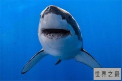 世界十大危险动物排名 大象上榜，第七个你肯定知道