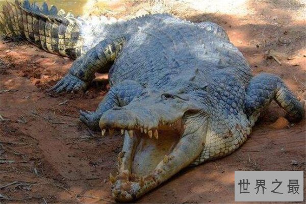 世界十大危险动物排名 大象上榜，第七个你肯定知道