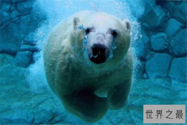 世界十大危险动物排名 大象上榜，第七个你肯定知道