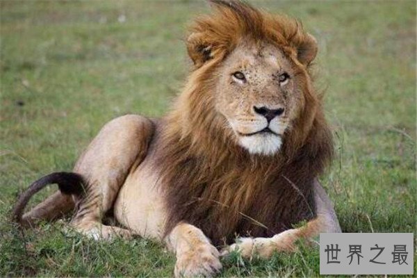 世界十大危险动物排名 大象上榜，第七个你肯定知道