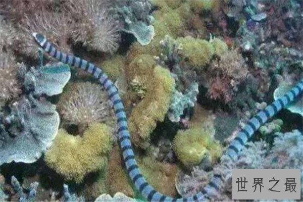 世界十大有毒生物 遇箱形水母必躲，黑曼巴蛇致死率100%