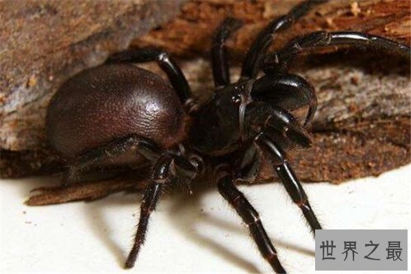 世界十大有毒生物 遇箱形水母必躲，黑曼巴蛇致死率100%