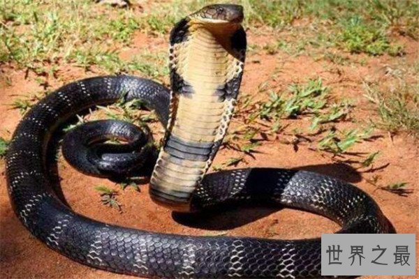 世界十大有毒生物 遇箱形水母必躲，黑曼巴蛇致死率100%