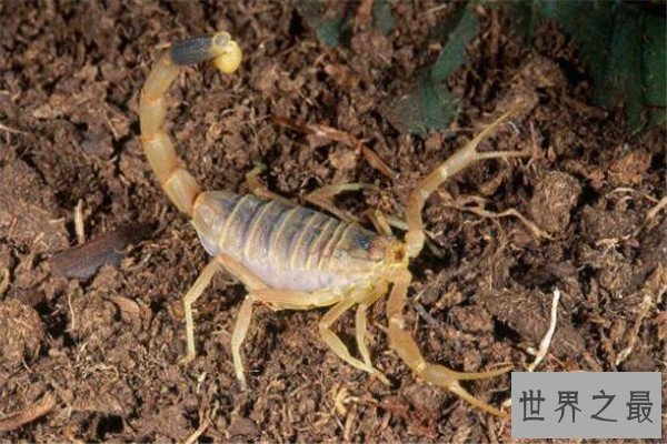 世界十大有毒生物 遇箱形水母必躲，黑曼巴蛇致死率100%