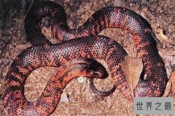 世界十大有毒生物 遇箱形水母必躲，黑曼巴蛇致死率100%