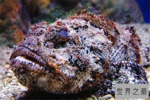 世界十大有毒生物 遇箱形水母必躲，黑曼巴蛇致死率100%