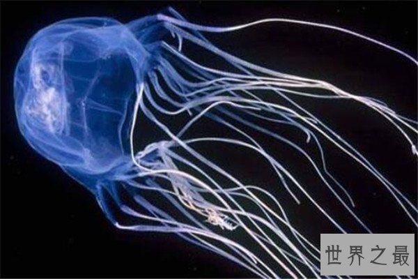 世界十大有毒生物 遇箱形水母必躲，黑曼巴蛇致死率100%