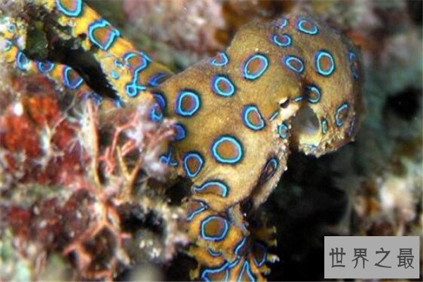 世界十大有毒生物 遇箱形水母必躲，黑曼巴蛇致死率100%