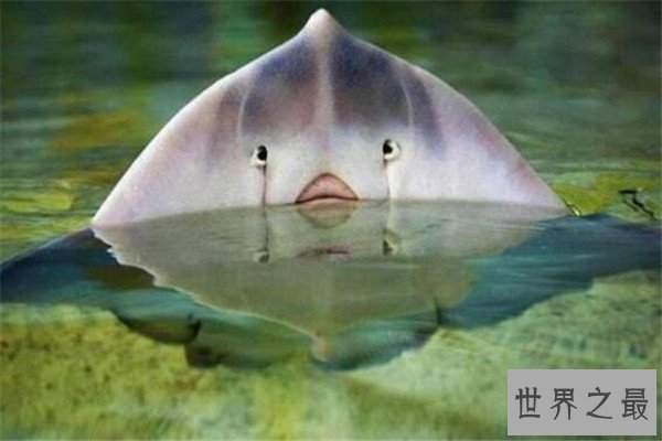 十大恐怖动物杀手 蓝环章鱼上榜，懒猴长相是又萌又可爱