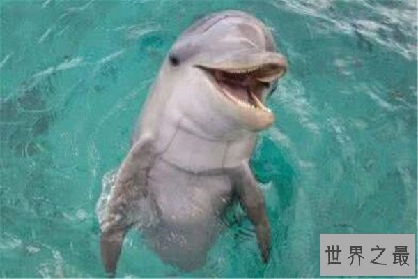 十大恐怖动物杀手 蓝环章鱼上榜，懒猴长相是又萌又可爱