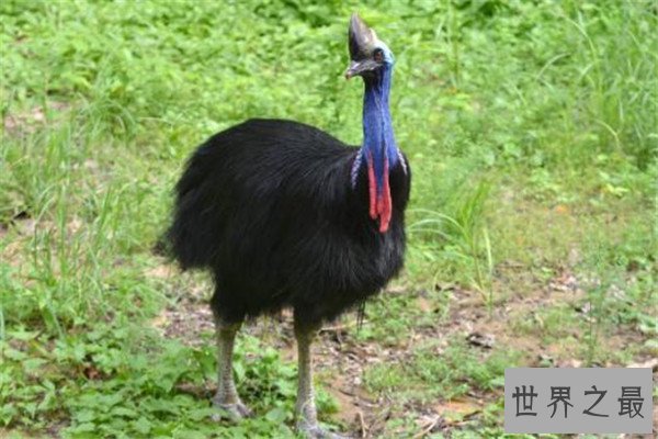 十大恐怖动物杀手 蓝环章鱼上榜，懒猴长相是又萌又可爱