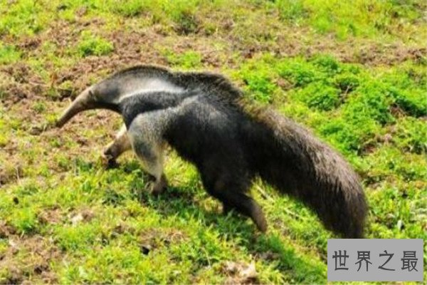 十大恐怖动物杀手 蓝环章鱼上榜，懒猴长相是又萌又可爱