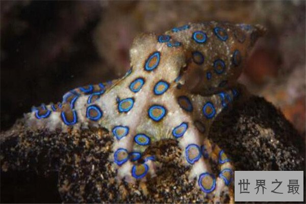 十大恐怖动物杀手 蓝环章鱼上榜，懒猴长相是又萌又可爱