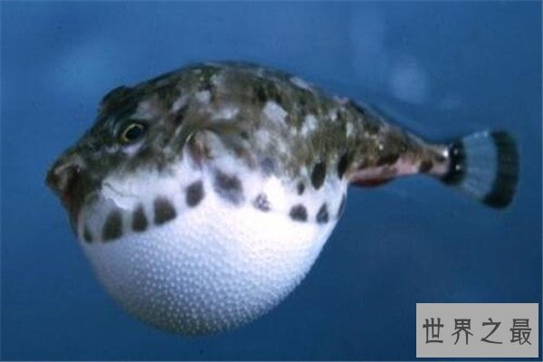 十大恐怖动物杀手 蓝环章鱼上榜，懒猴长相是又萌又可爱