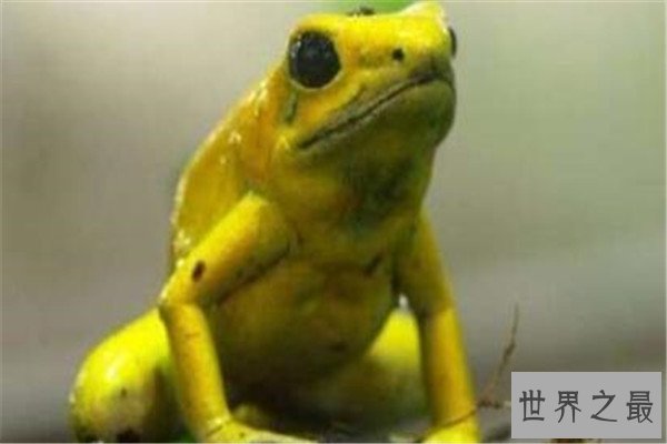 十大恐怖动物杀手 蓝环章鱼上榜，懒猴长相是又萌又可爱