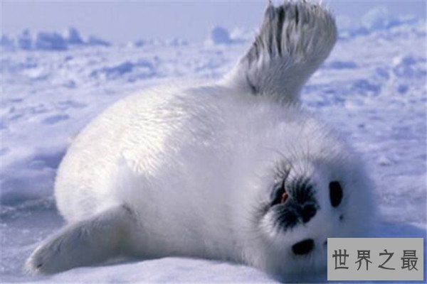 十大恐怖动物杀手 蓝环章鱼上榜，懒猴长相是又萌又可爱