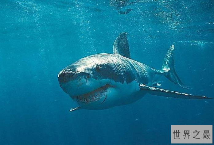 世界十大洪荒巨兽 都是真实存在的，你认识吗