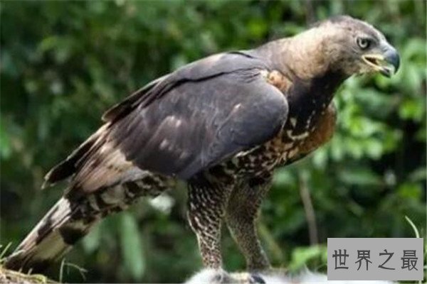 世界十大猛禽实力排名 食猿雕上榜，很多大动物不敌猛雕