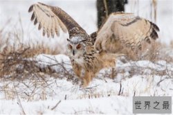 世界十大猛禽实力排名 食猿雕上榜，很多大动物不敌猛雕