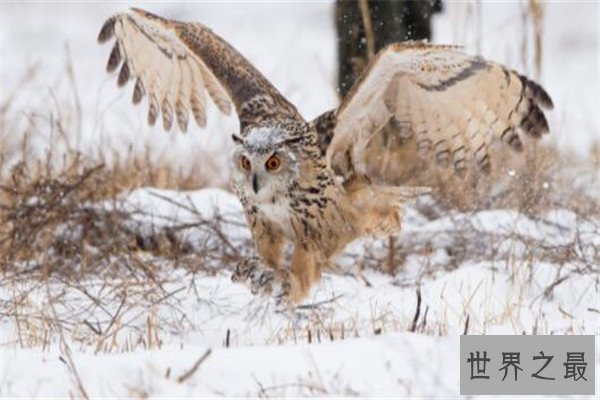 世界十大猛禽实力排名 食猿雕上榜，很多大动物不敌猛雕
