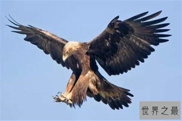 世界十大猛禽实力排名 食猿雕上榜，很多大动物不敌猛雕