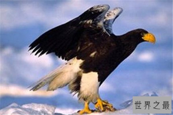 世界十大猛禽实力排名 食猿雕上榜，很多大动物不敌猛雕