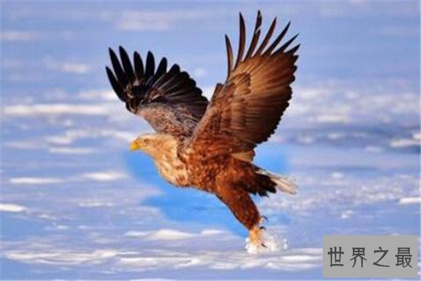 世界十大猛禽实力排名 食猿雕上榜，很多大动物不敌猛雕