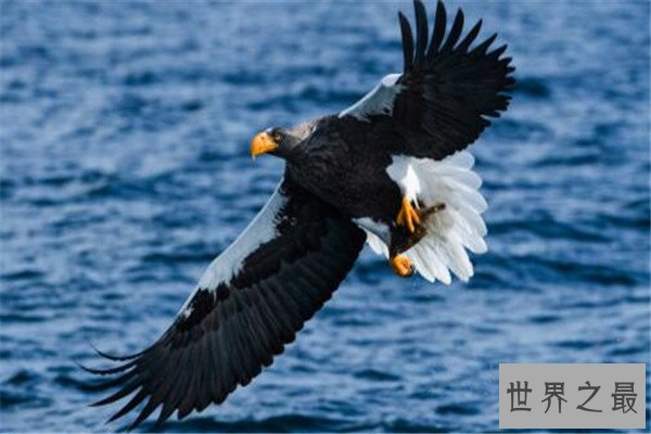 世界十大猛禽实力排名 食猿雕上榜，很多大动物不敌猛雕