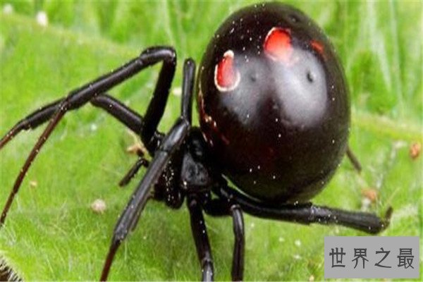 世界十大最毒蜘蛛 黄囊蛛上榜,花边鸟蛛一口可能让人昏迷不醒
