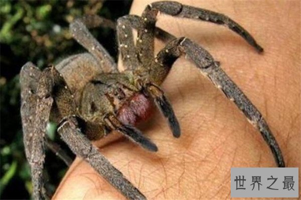 世界十大最毒蜘蛛 黄囊蛛上榜,花边鸟蛛一口可能让人昏迷不醒
