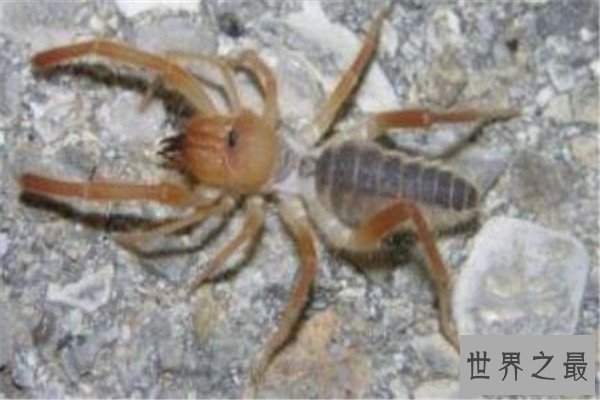 世界十大最毒蜘蛛 黄囊蛛上榜,花边鸟蛛一口可能让人昏迷不醒